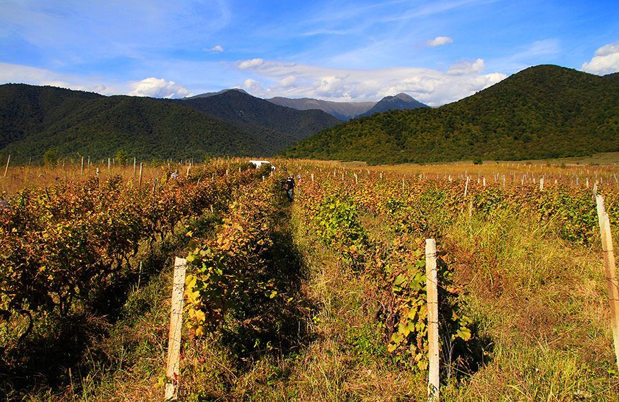 Vineyards in Kakheti